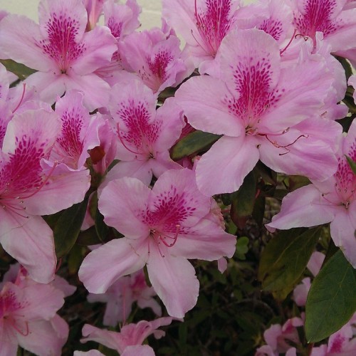 azalea (Rhododendron 'Ben Moseley')